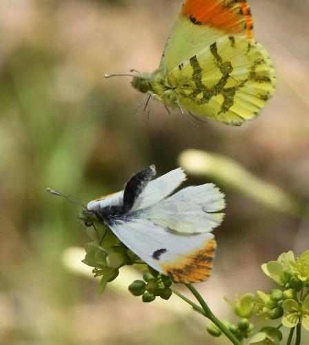 Réf. 228 811 : Anthocharis euphenoides